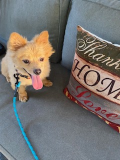 Tucker PUPPY Pomeranian mix boy